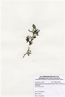 藏品(棒型總狀蕨藻)的圖片